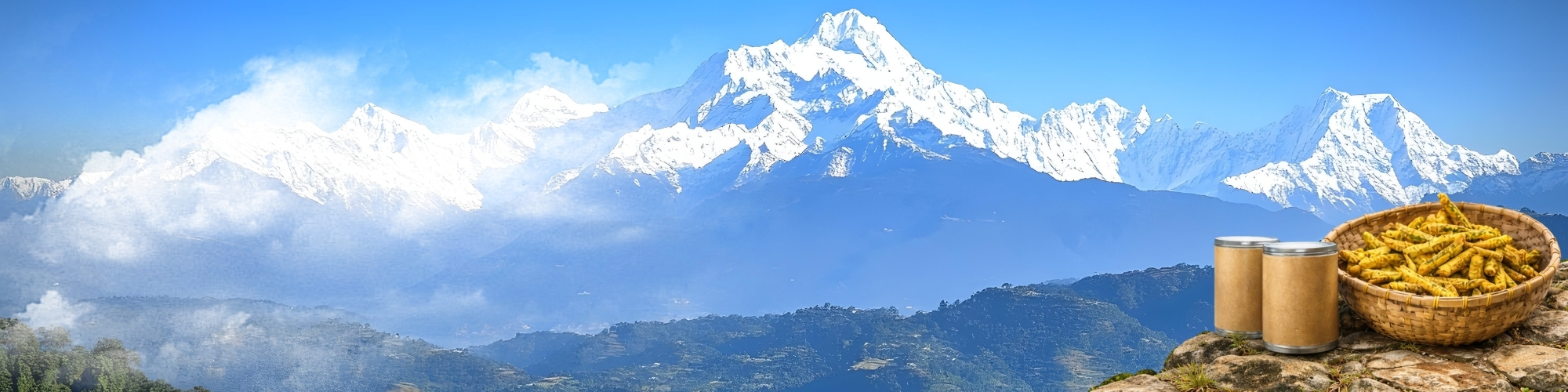 Berberine from Himalyas